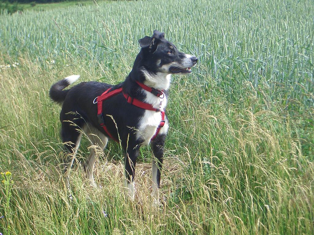 Kira (Border Collie, Deutscher Schäferhund, Siberian Husky) Border Collie Deutscher Schäferhund Siberian Husky 